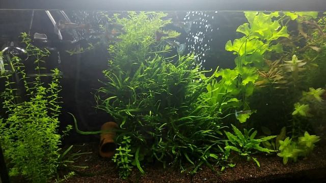 Новые жильцы, гуппи, креветки, анциструсы смотреть онлайн