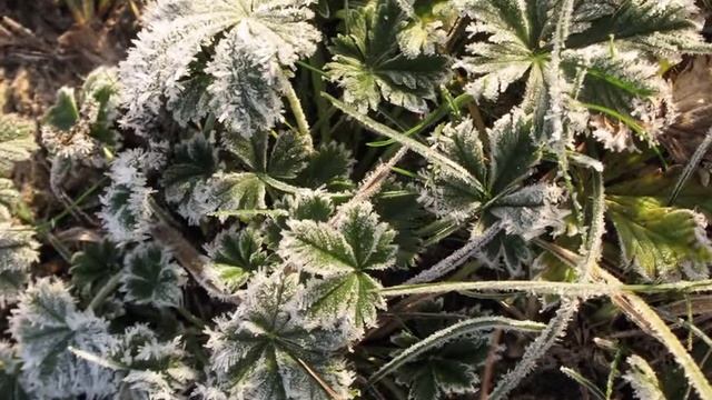 Осень на Псле (Золотые берега), Autumn on the River Psyol смотреть онлайн