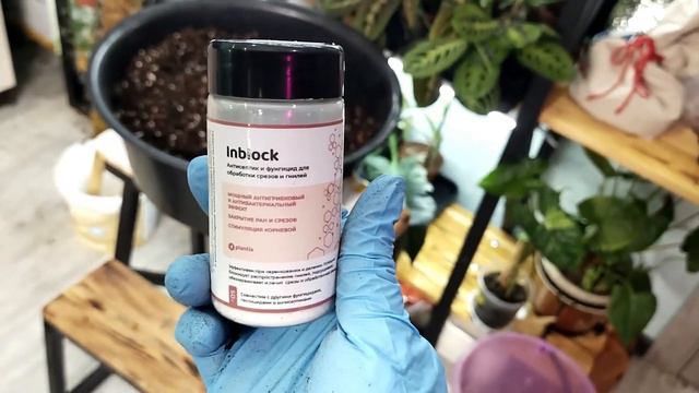 Монстера deliciosa пересадка. Растение из личной коллекции. смотреть онлайн