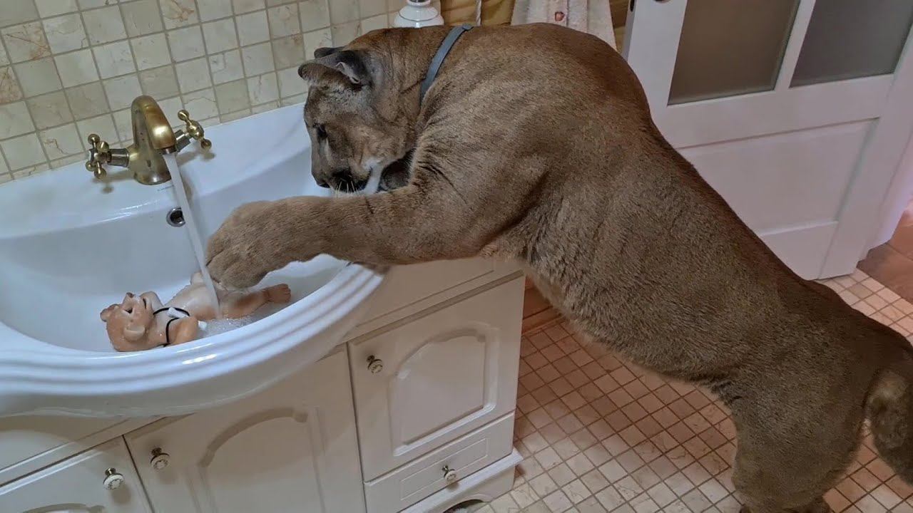 Пума Месси - усатый нянь! Месси и маленький львёнок