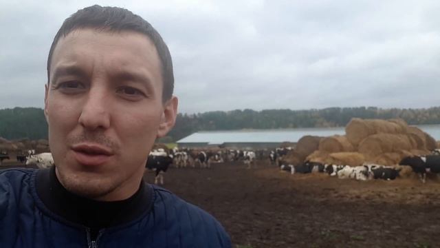 6-8 тонн молока с одной голов Продажа КРС племенных нетелей черно пестрой породы смотреть онлайн