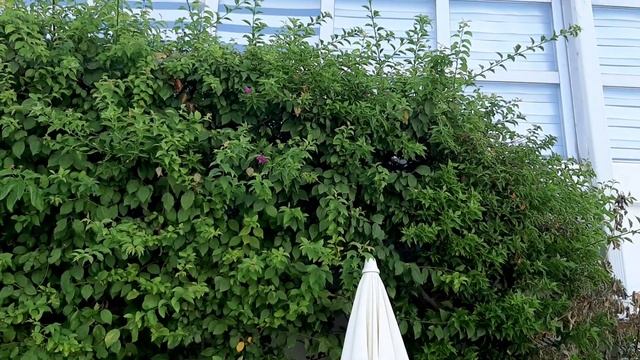 ЦВЕТУЩАЯ ТУРЦИЯ. День 6. Бугенвилии. 21.08.2022. смотреть онлайн