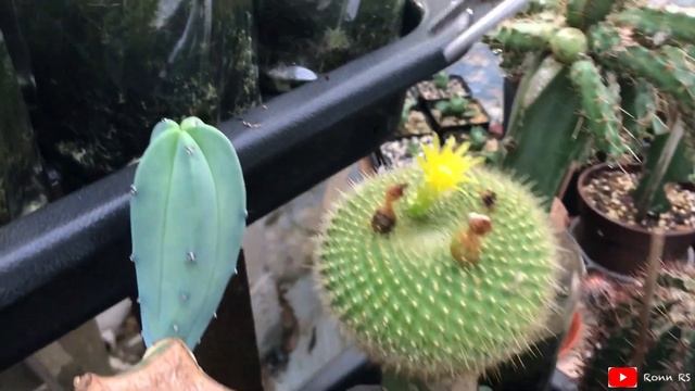 Myrtillocactus, Tall Cactus and others Cactus | may20 смотреть онлайн