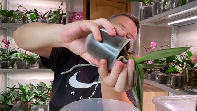 ЭТИ ОРХИДЕИ НУЖНО ПРАВИЛЬНО ПОЛИВАТЬ и можно не пересаживать /  корней у орхидеи НЕТ и желтит лист
