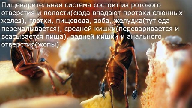 25. Класс Насекомые. Биология 7 класс - Константинов. Краткий пересказ. смотреть онлайн