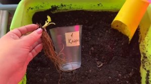 ?Пришла рассада фриго клубники, а впереди заморозки. Что делать?