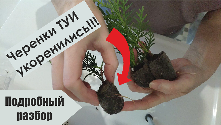 Черенкование туи результат. Подробный разбор. смотреть онлайн