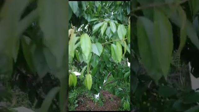 Одной из черешен поплохело смотреть онлайн