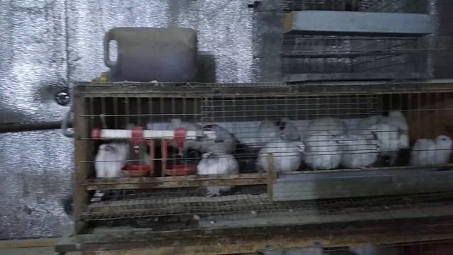 Перепёлки породы золотистый феникс,утежеленые техасцы смотреть онлайн