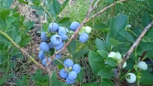 голубика, сады на среднем Урале