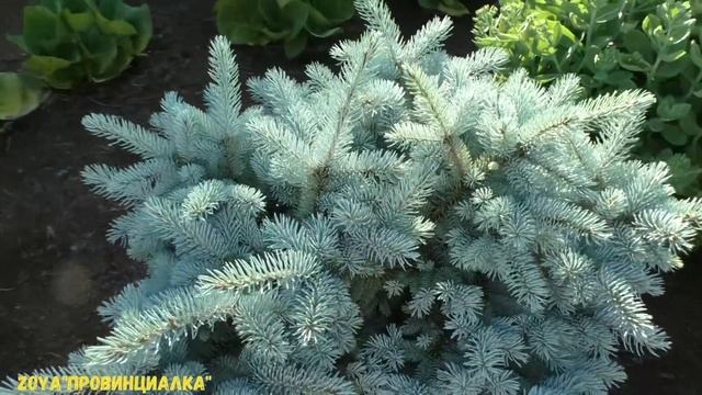 Тот самый цветник за 10 ДНЕЙ!/ Прошел 1 год/Обзор красивых растений/ #flowergarden #деревня #РИВЬЕР