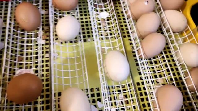 СКОЛЬКО ИХ И КАКИЕ ОНИ? НАЧАЛСЯ ВЫВОД ЦЫПЛЯТ, ЧЕГО ОЖИДАТЬ? смотреть онлайн