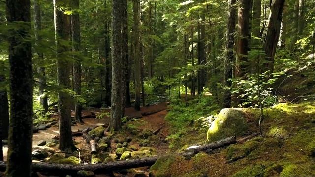 Forest | Лес | 4K смотреть онлайн