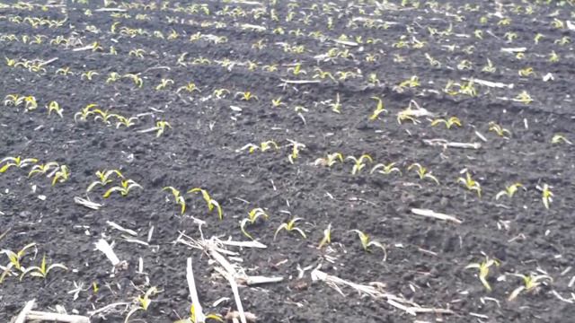 26.05.2020 кукурудза KarvI mk3131 після Мілафорта + Дисулам смотреть онлайн