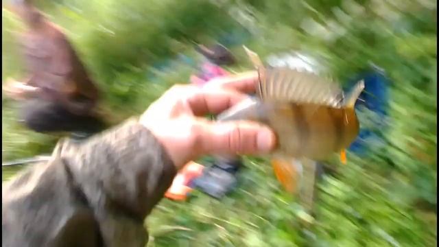 Загрибалка.mp4 смотреть онлайн