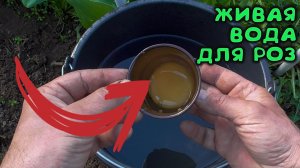 КАК ОЖИВИТЬ ПОЧЕРНЕВШИЕ ПОСЛЕ ЗИМЫ РОЗЫ