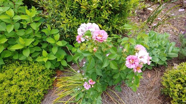 "Easy on the eye" roses from Highcountryroses.com กุหลาบชื่อว่าอีซีออนเดอะอาย смотреть онлайн