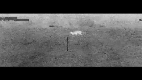 Тепловизор. Тест DEDAL VENATOR. Лиса мышкует на поле.