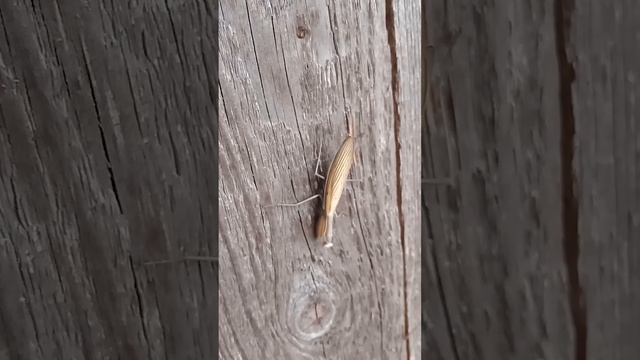 Что это, кто это???? смотреть онлайн