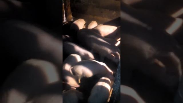 Растут СМ-ки смотреть онлайн