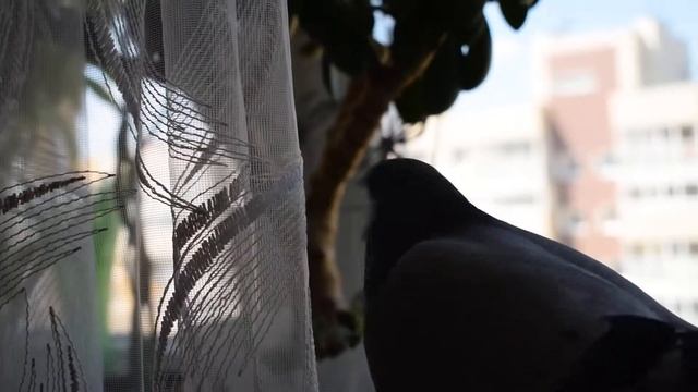 Голубь. Голубь сел на руку. смотреть онлайн