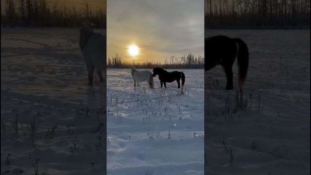 Встреча после долгой разлуки. #якутскаялошадь #лошадь смотреть онлайн