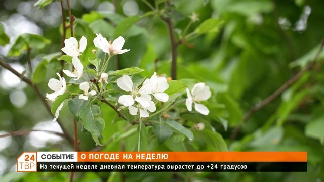 О погоде на неделю смотреть онлайн