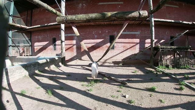 У нас родились 4 амурских тигренка! ?? смотреть онлайн