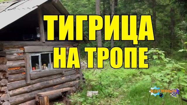ИСТОРИИ из ЖИЗНИ ЛЕСНИКА НА НОЧЬ СУДЬБА ЖИЗНЬ МЕДВЕДИ ВОЛКИ в ЛЕСУ СЕРИАЛ ВСЕ СЕРИИ смотреть онлайн