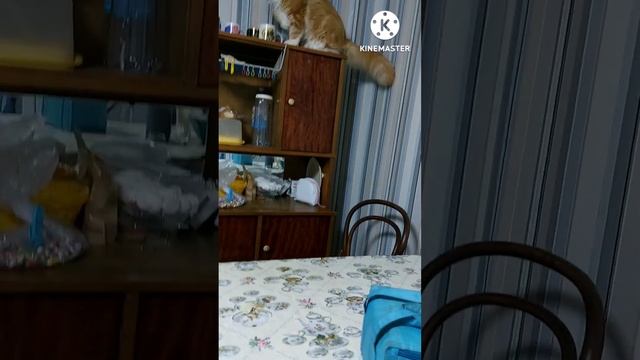 Рыжий Мейнкун Альбус на буфете смотреть онлайн