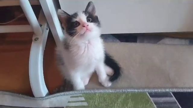 Зорро смотреть онлайн