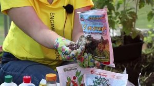 Посадка томатов для занятых и ленивых - технология АС-35