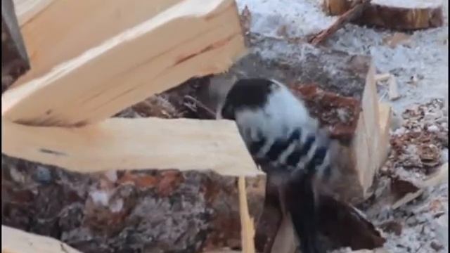 дятел ищет личинок короеда смотреть онлайн