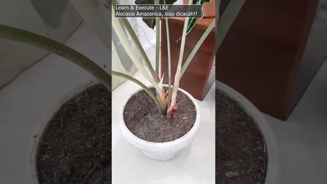Alocasia Amazonica - Ready for propagation #alocasia #hobihijau #greenhobby смотреть онлайн