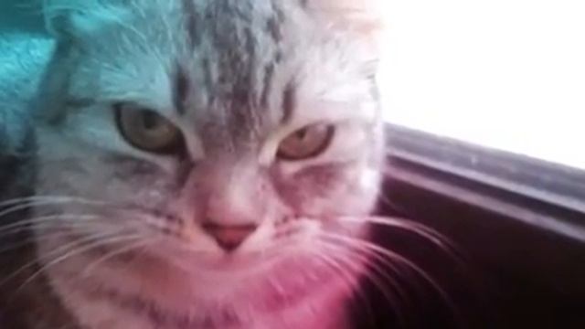 мои кошечки (Created with @Magisto) смотреть онлайн