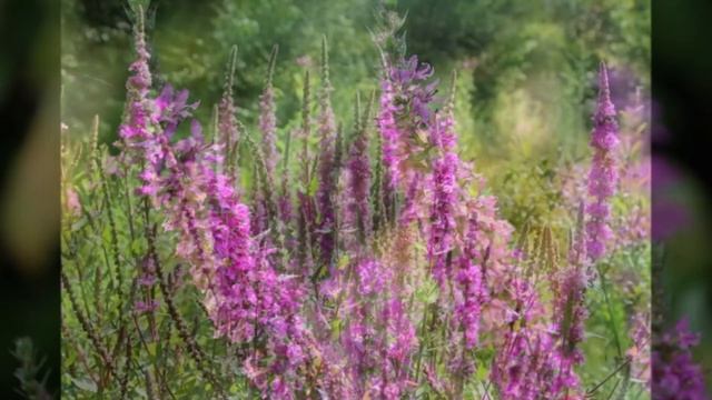 Salcerella - Lythrum Salicaria