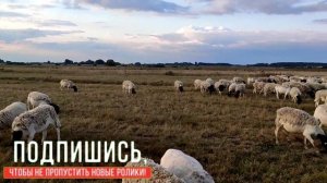 Продажа породы Дорпер в Россиии