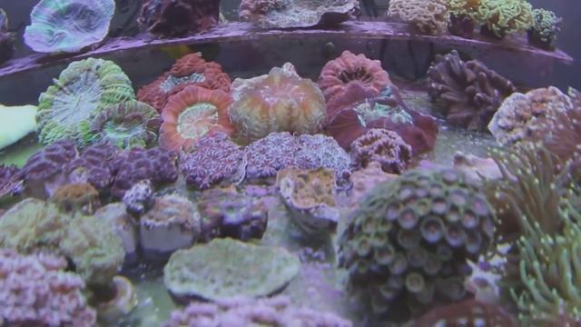 LPS. Relax Coral Reef. Интернет магазин REEF EXCLUSIVE смотреть онлайн