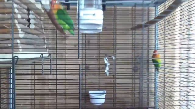 Вика и Рикки вторая кладка ,5 мая