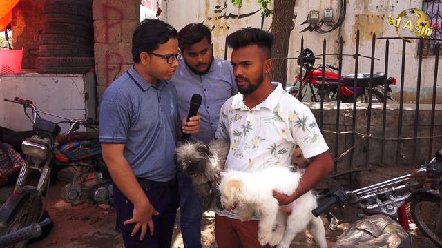 Saddar Dogs Cheapest Market 8-5-2022 Karachi | Pitbull Labrador Retriever German Shepherd Husky смотреть онлайн