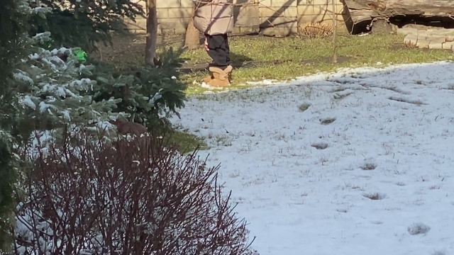 Caracal Gera big Ukrainian cat смотреть онлайн