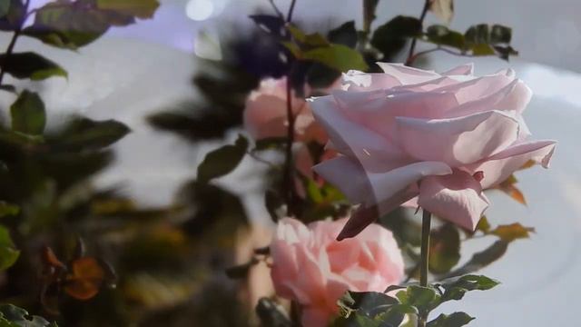 Җилфер җилфер җил искәндә....Венер Кутдусов.