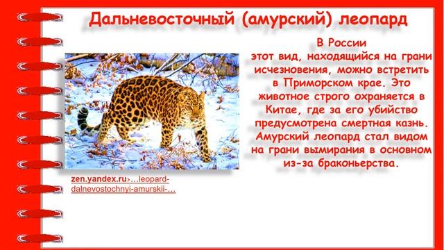 Это интересно 1 Редкие и исчезающие животные России смотреть онлайн