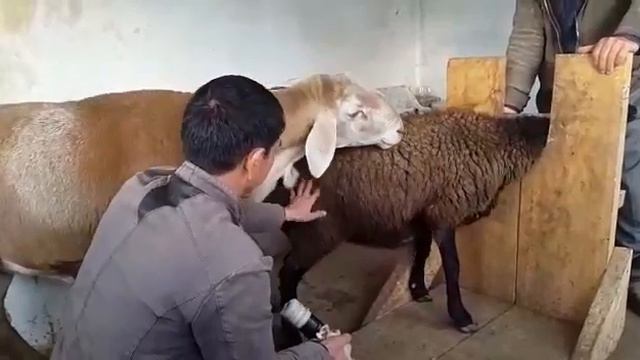 Кочкор по кличке Вован смотреть онлайн