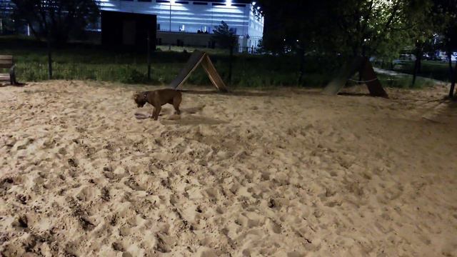 В ожидании тренировки смотреть онлайн