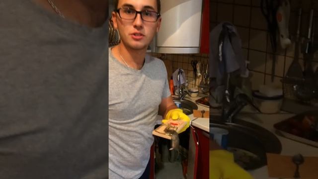 Ловля мышей в квартире смотреть онлайн