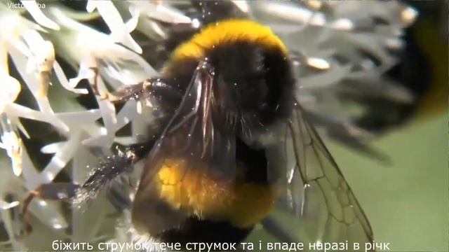 Біжить струмок(Течет ручей) смотреть онлайн