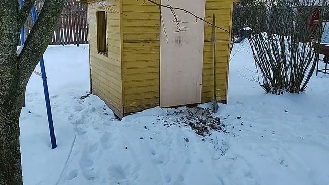 Новая утка Бегунок. Индийский бегунок смотреть онлайн