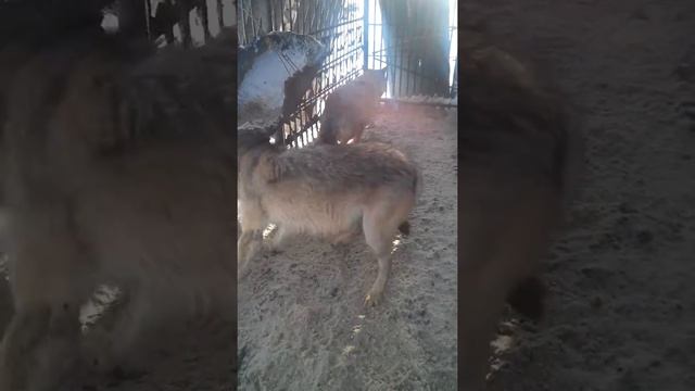 Волки в неволе смотреть онлайн