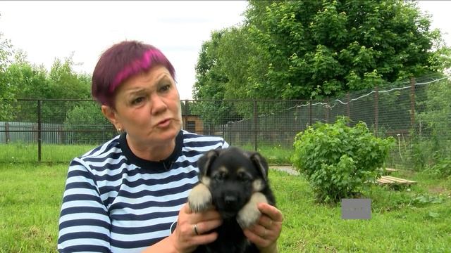 Восточно-европейских овчарок Тарасова воспитывает как детей смотреть онлайн